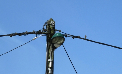 Swallow on a line