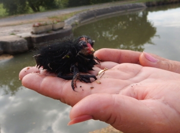 Rescued moorhen chick