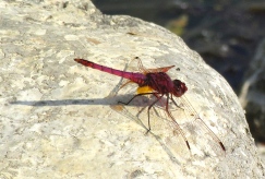 red dragonfly lac bleu 2