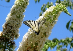 Lauzerte butterfly