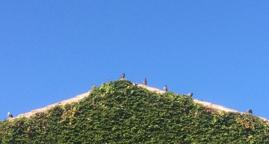 Pigeons on a rooftop